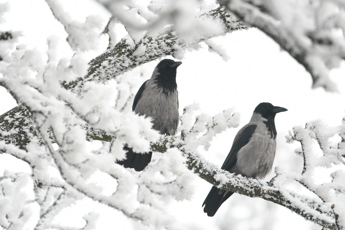 Hooded Crow - ML628460060