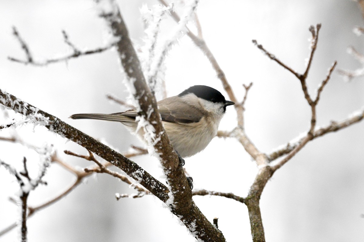 Marsh Tit - ML628460068