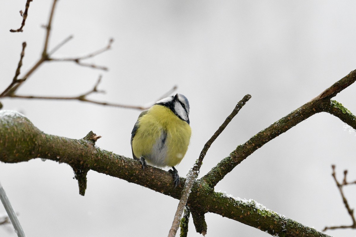 Eurasian Blue Tit - ML628460075