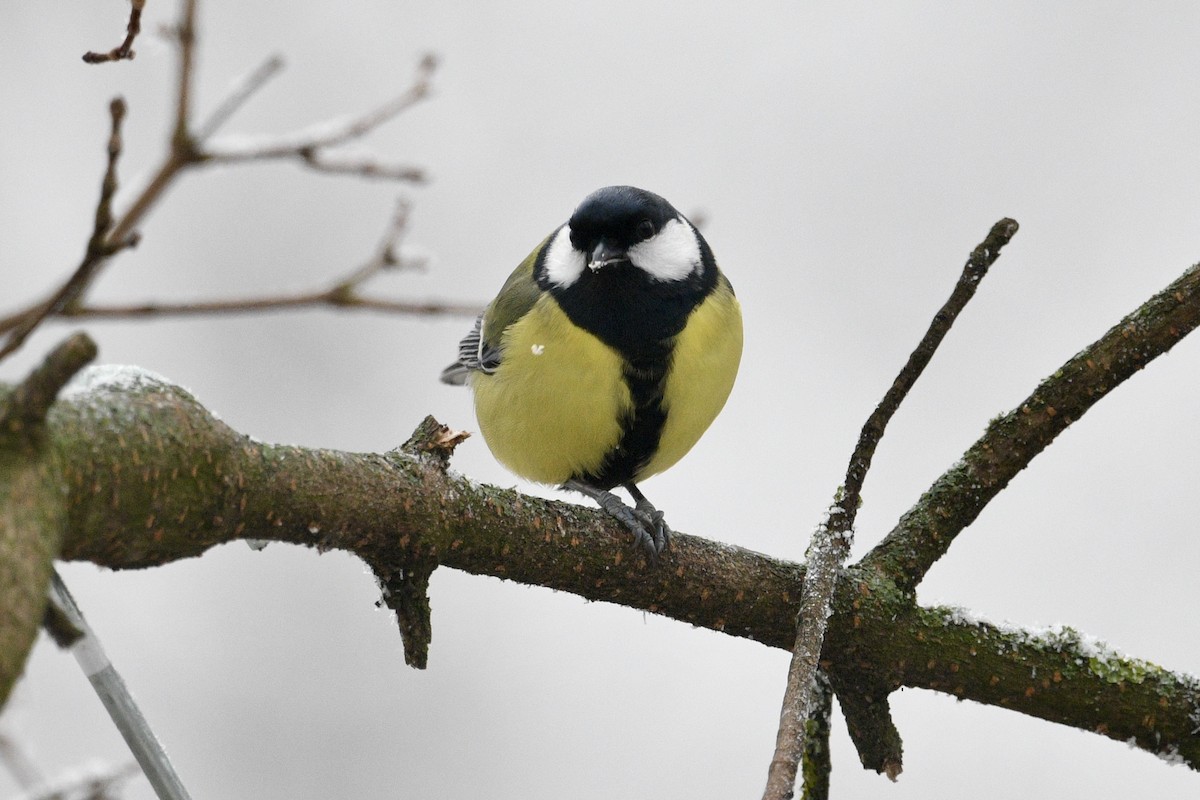 Great Tit - ML628460076