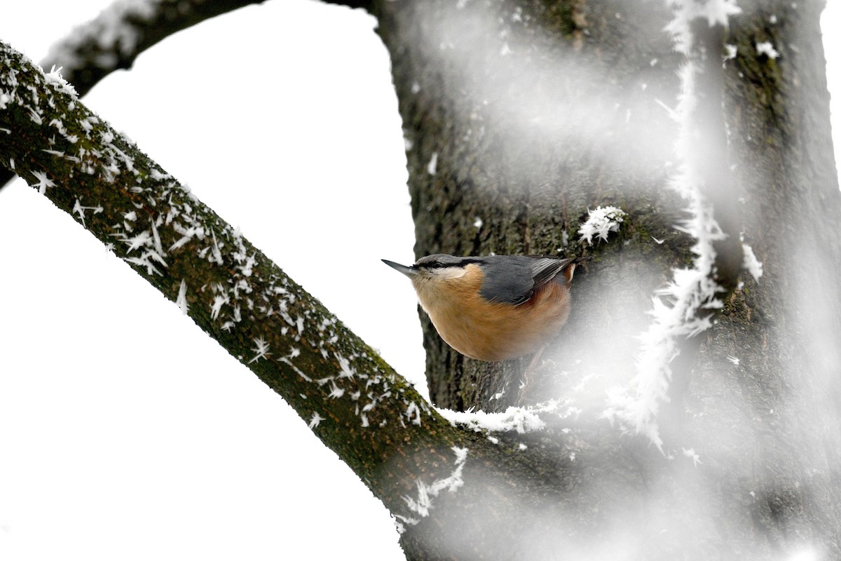 Eurasian Nuthatch - ML628460083