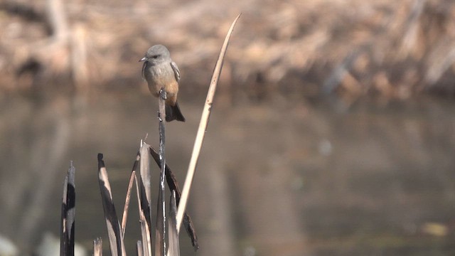 Say's Phoebe - ML628460107