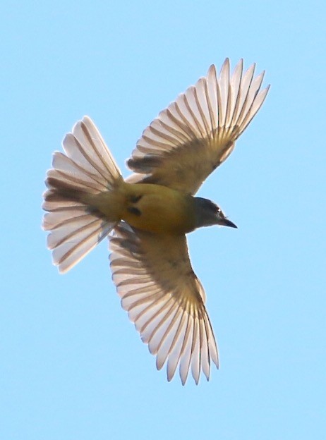 Couch's Kingbird - ML62846021