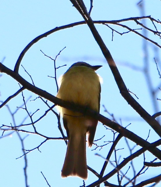 Couch's Kingbird - ML62846031