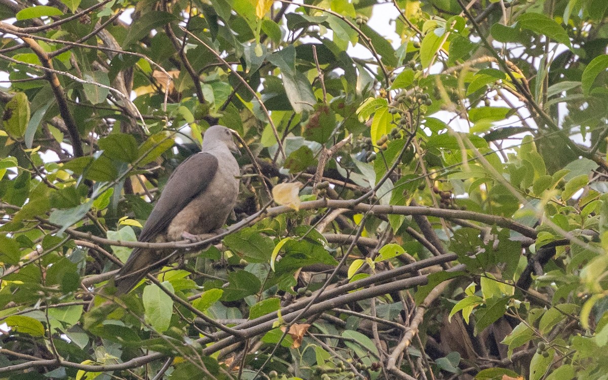 Malabar Imperial-Pigeon - ML628460608