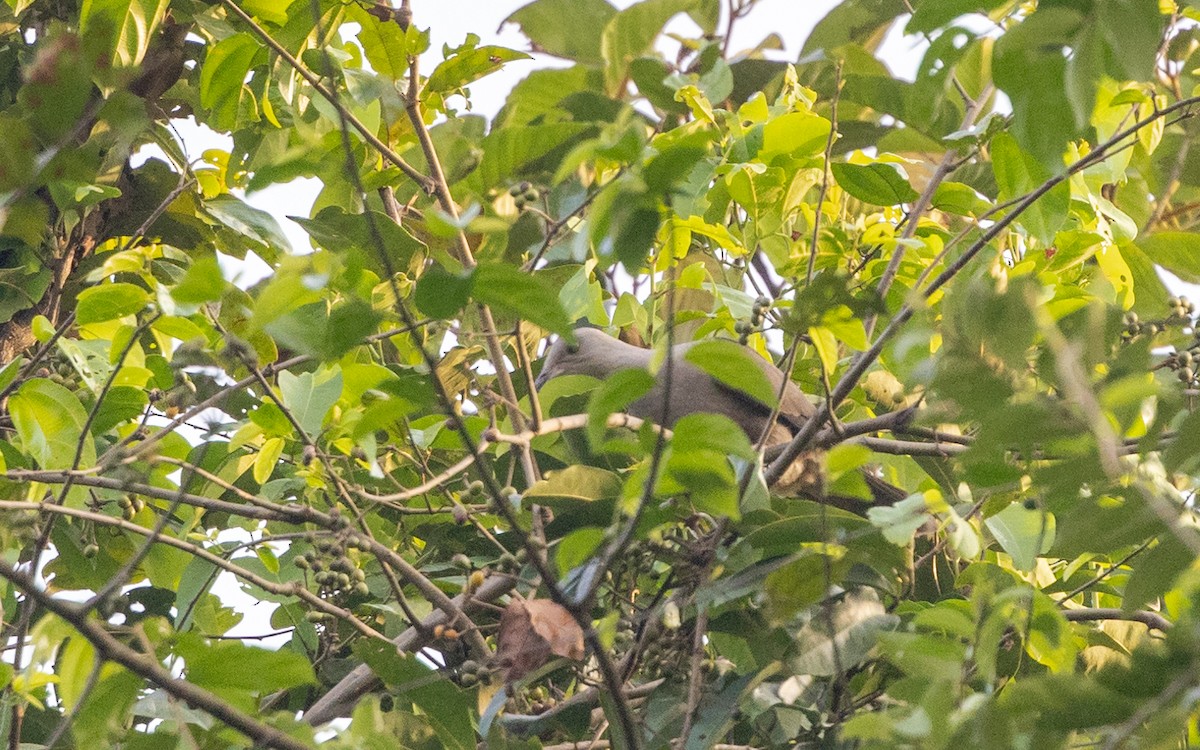 Malabar Imperial-Pigeon - ML628460609