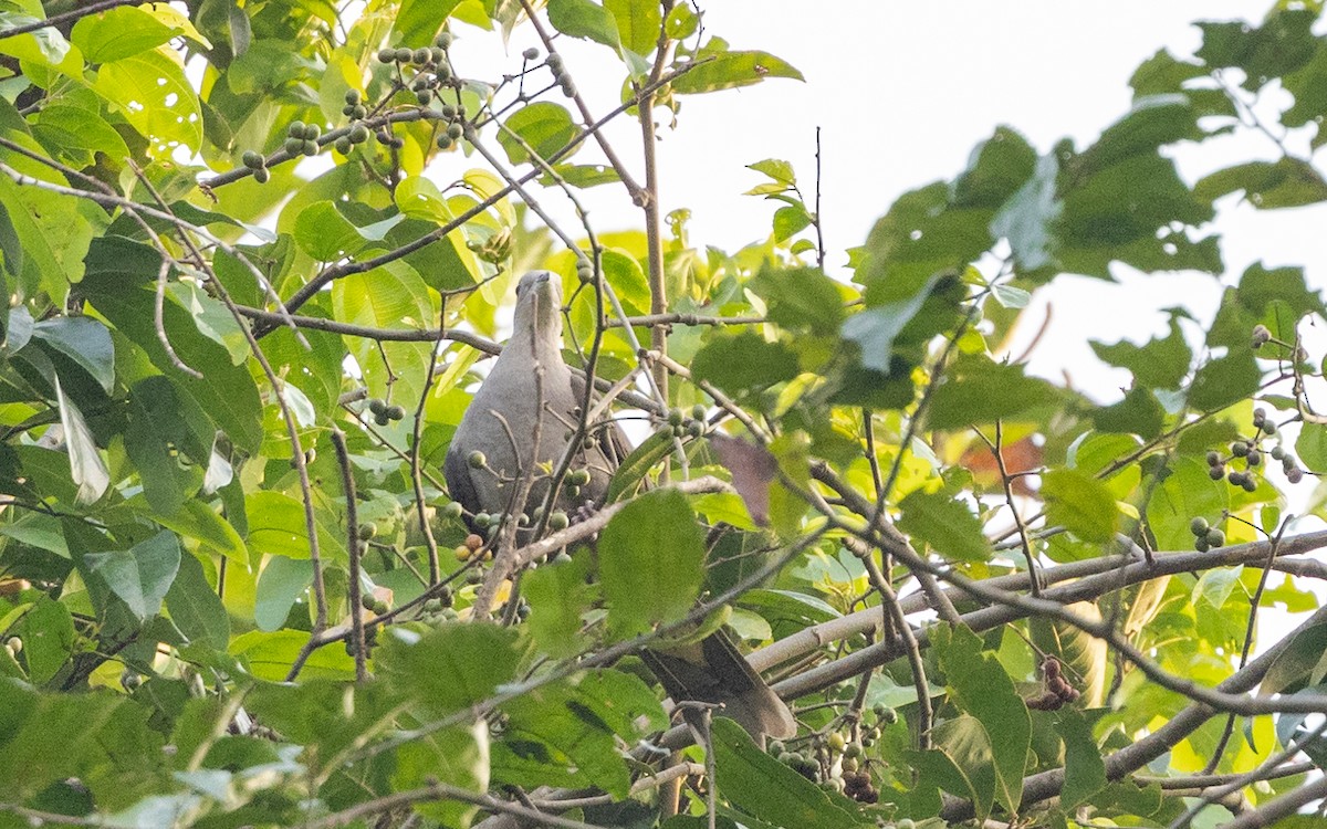 Malabar Imperial-Pigeon - ML628460610