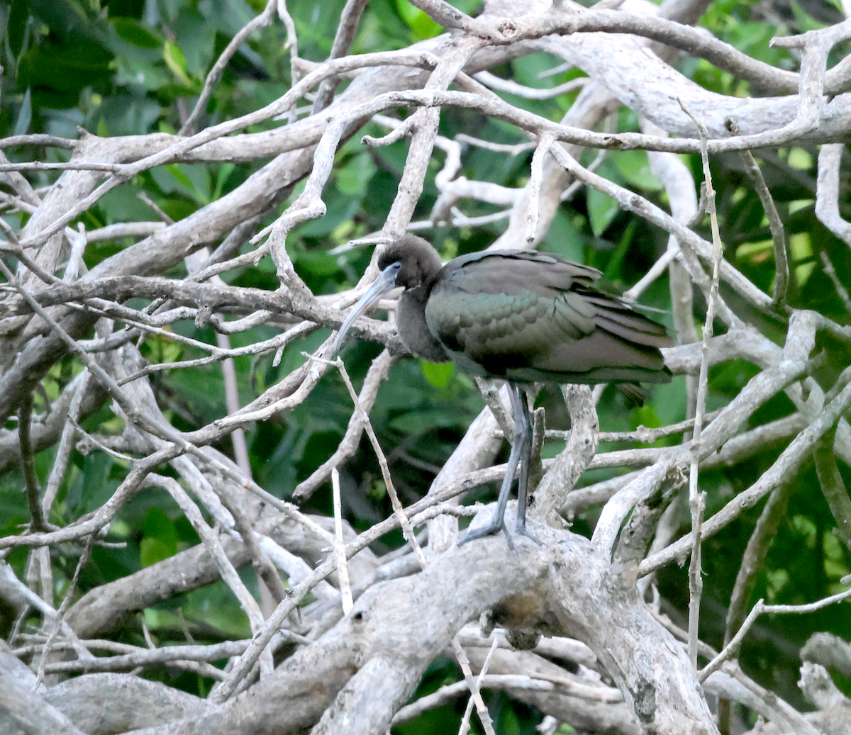 Glossy Ibis - ML628460734