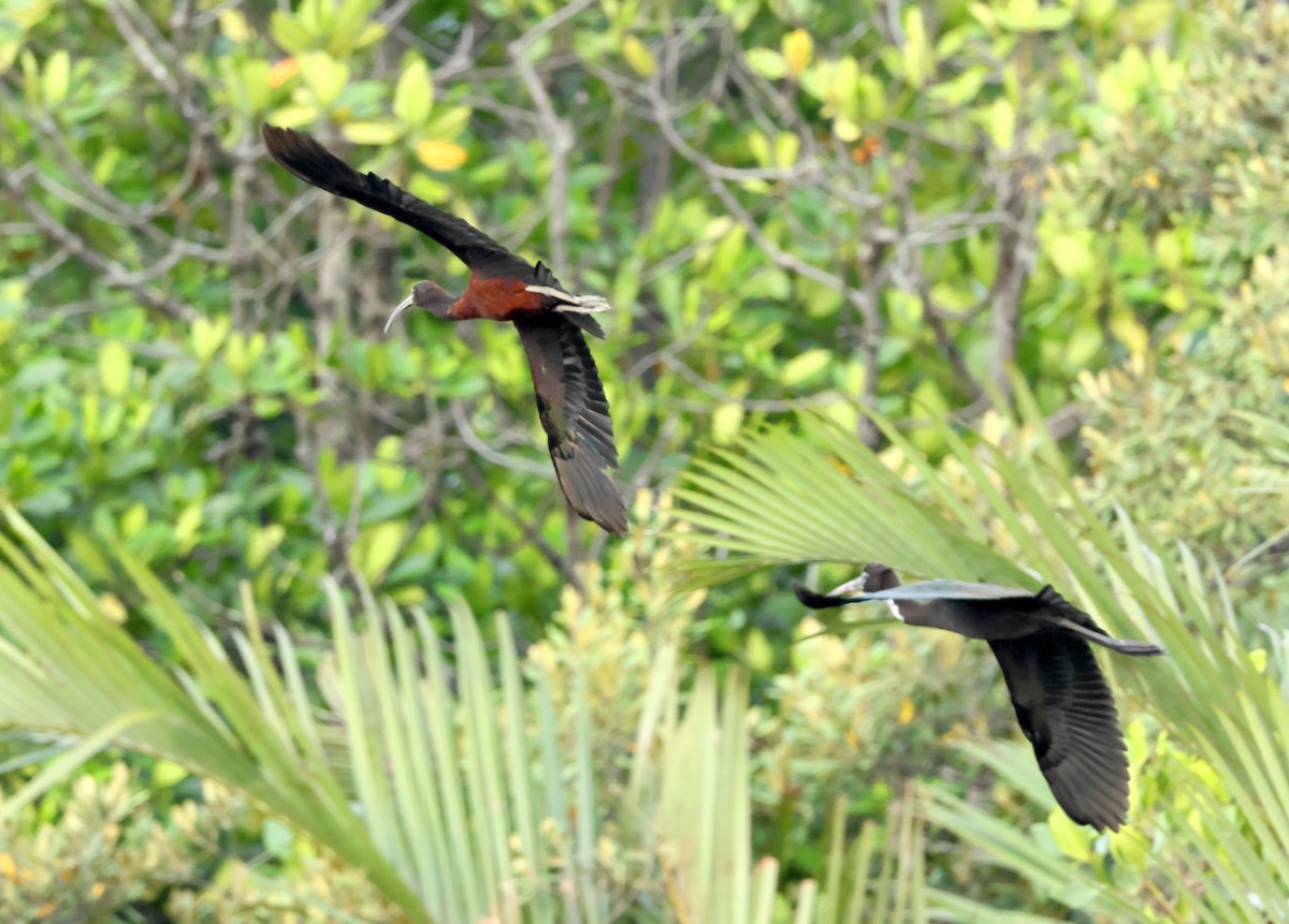Glossy Ibis - ML628460747