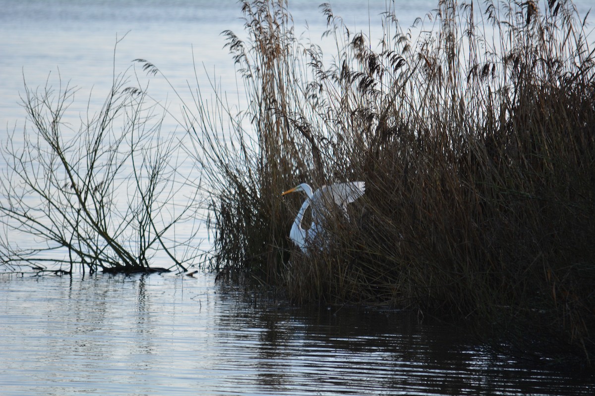 Great Egret (alba) - ML628460866
