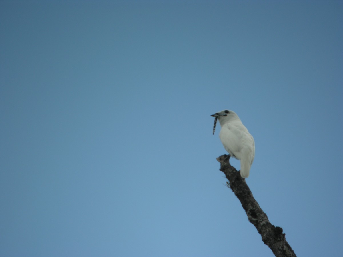 White Bellbird - ML628461228