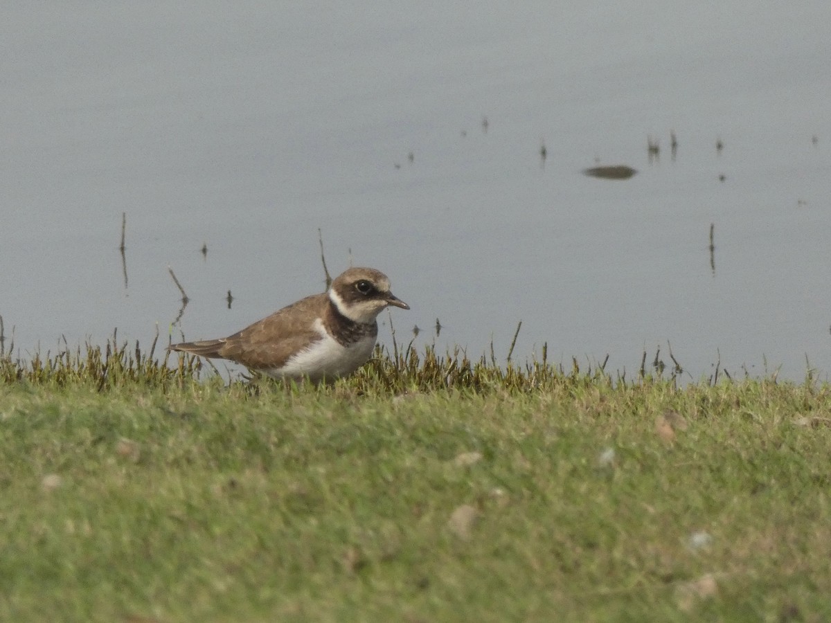 Common Ringed Plover - ML628461416