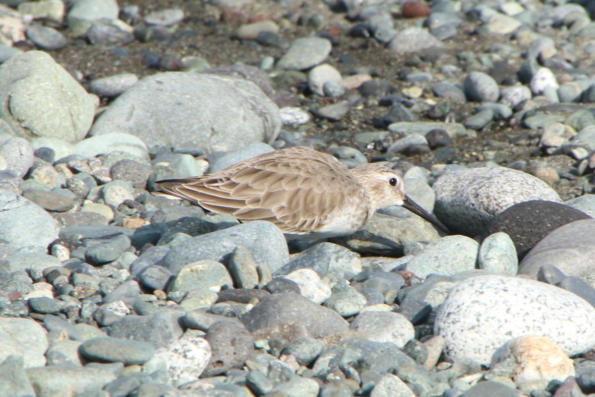 Побережник чорногрудий - ML628462027