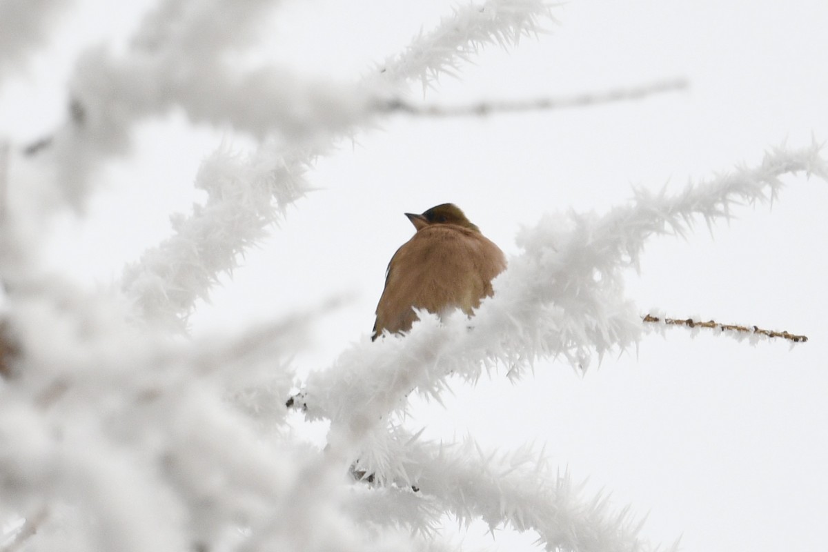 Common Chaffinch - ML628462827
