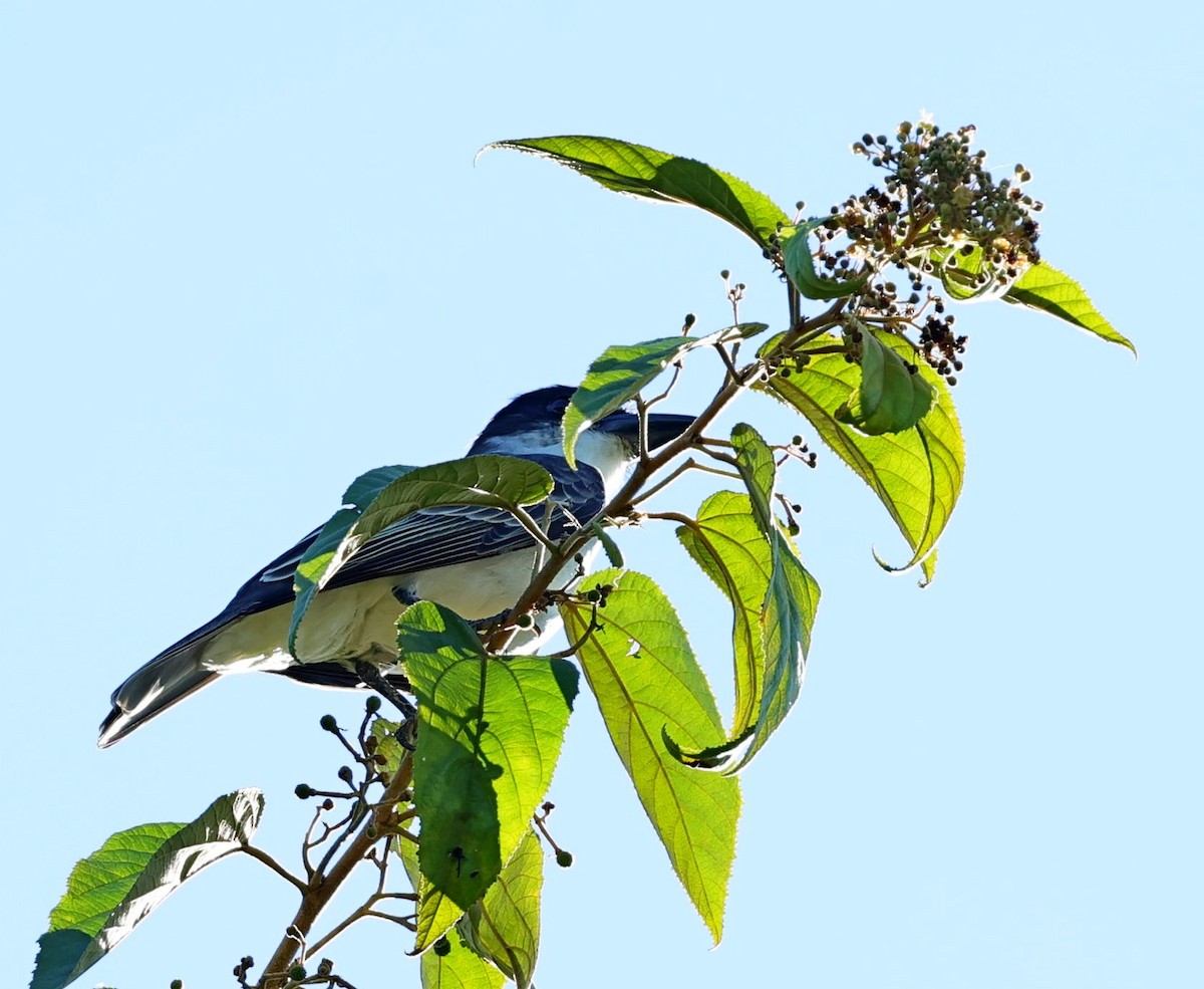 Giant Kingbird - ML628462889