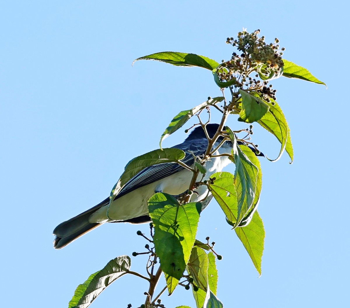 Giant Kingbird - ML628462890