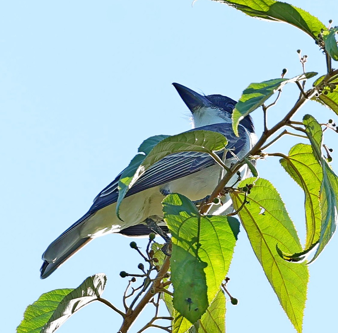 Giant Kingbird - ML628462891