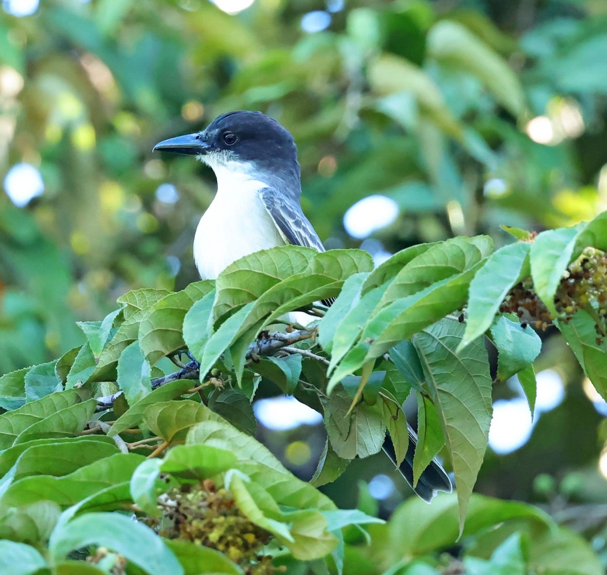 Giant Kingbird - ML628462892