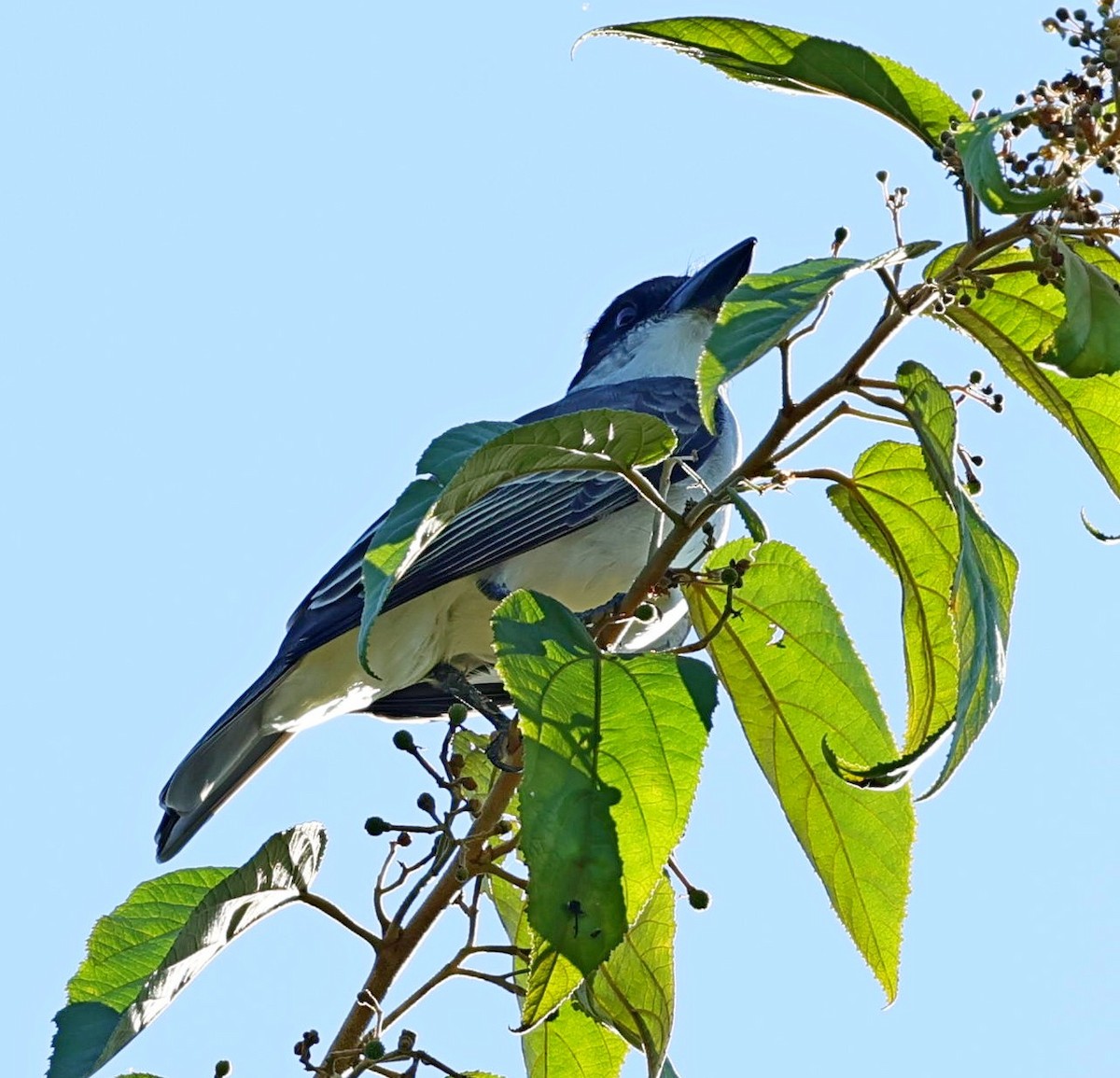 Giant Kingbird - ML628462893