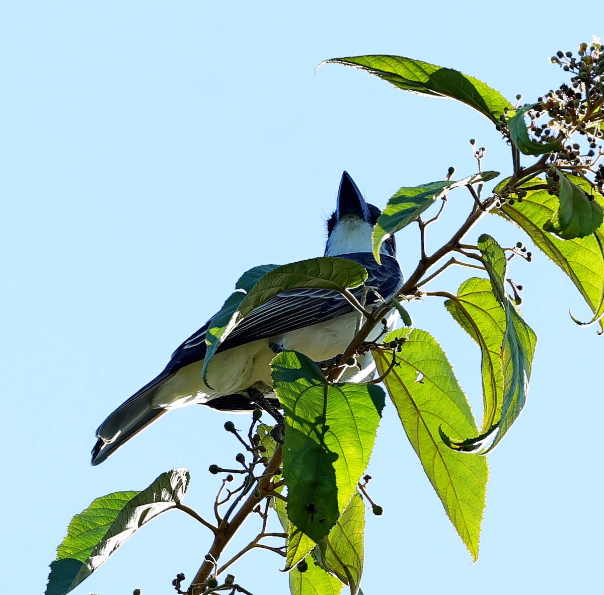 Giant Kingbird - ML628462894