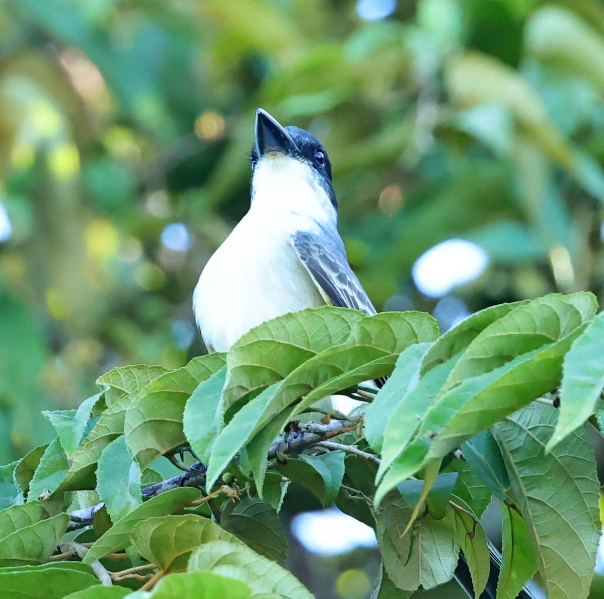 Giant Kingbird - ML628462895