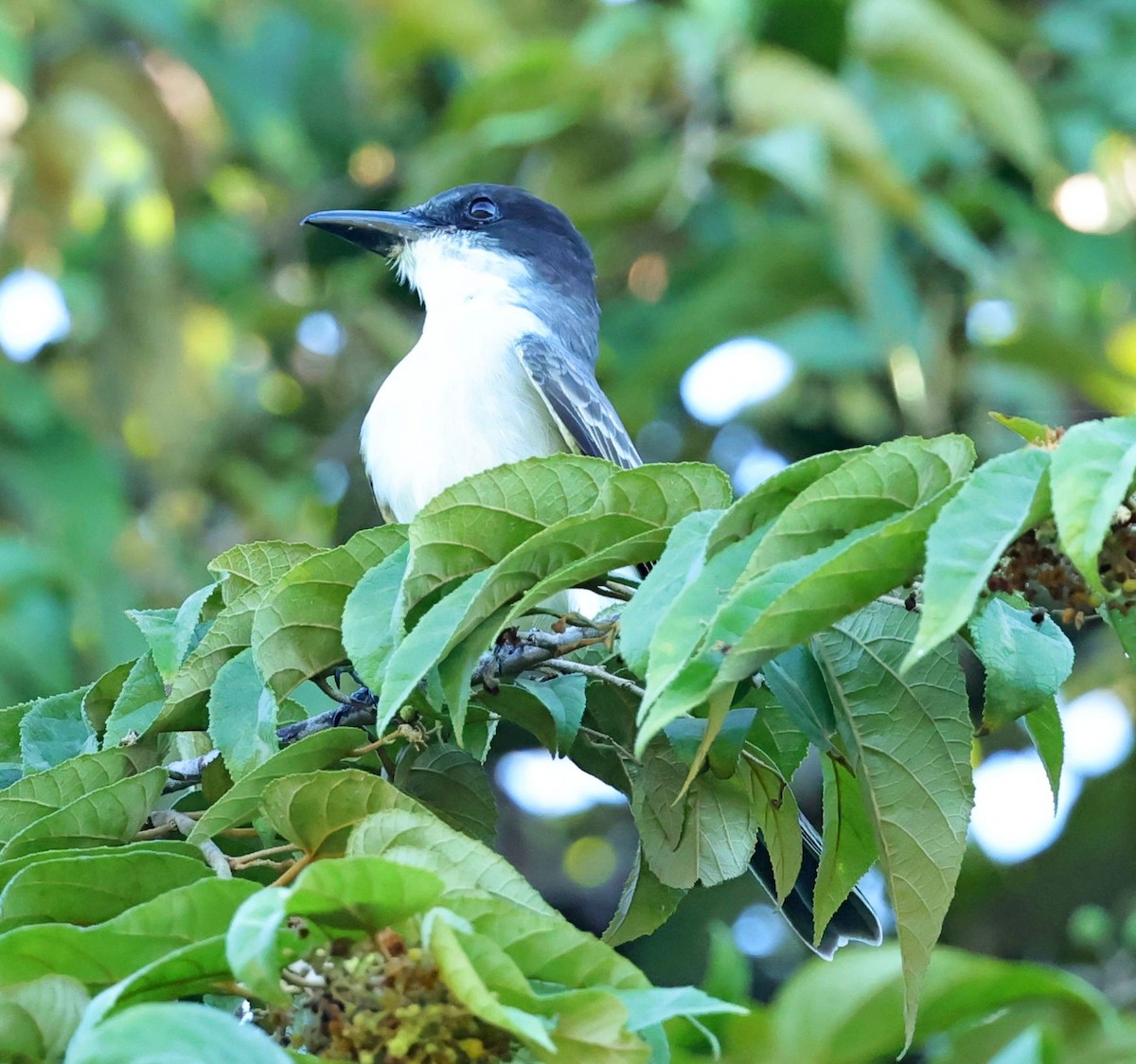 Giant Kingbird - ML628462896