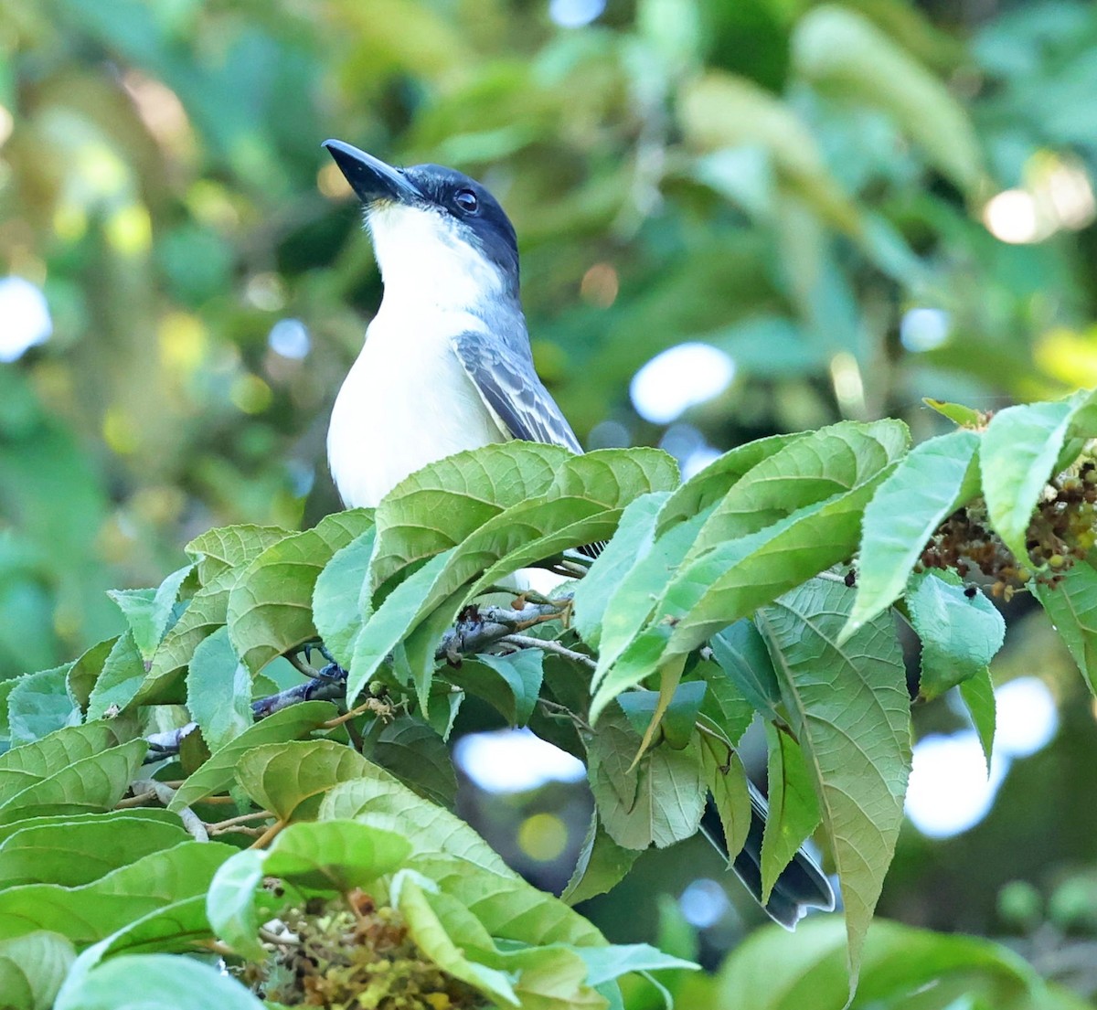 Giant Kingbird - ML628462897