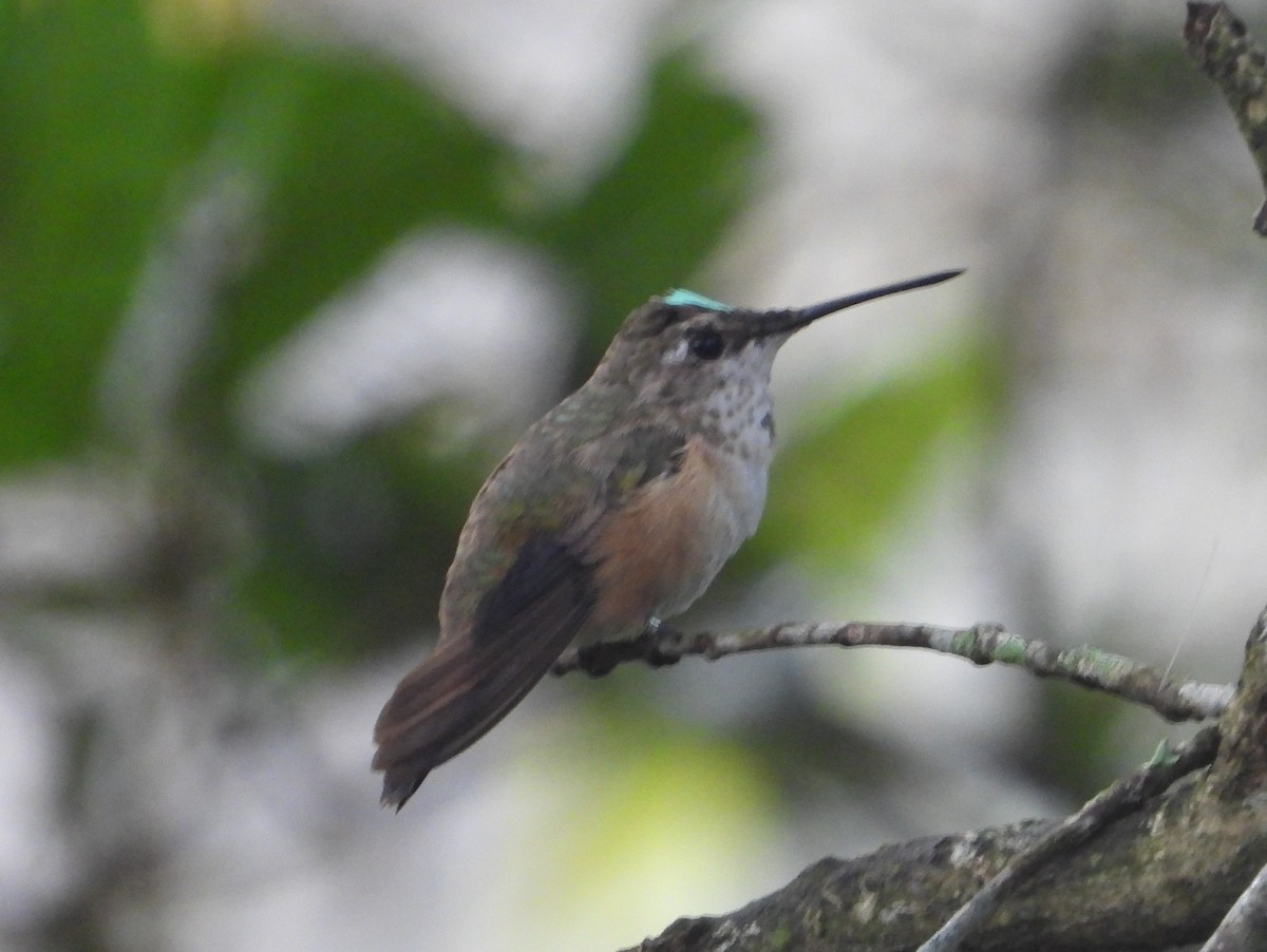 Rufous Hummingbird - ML628463056
