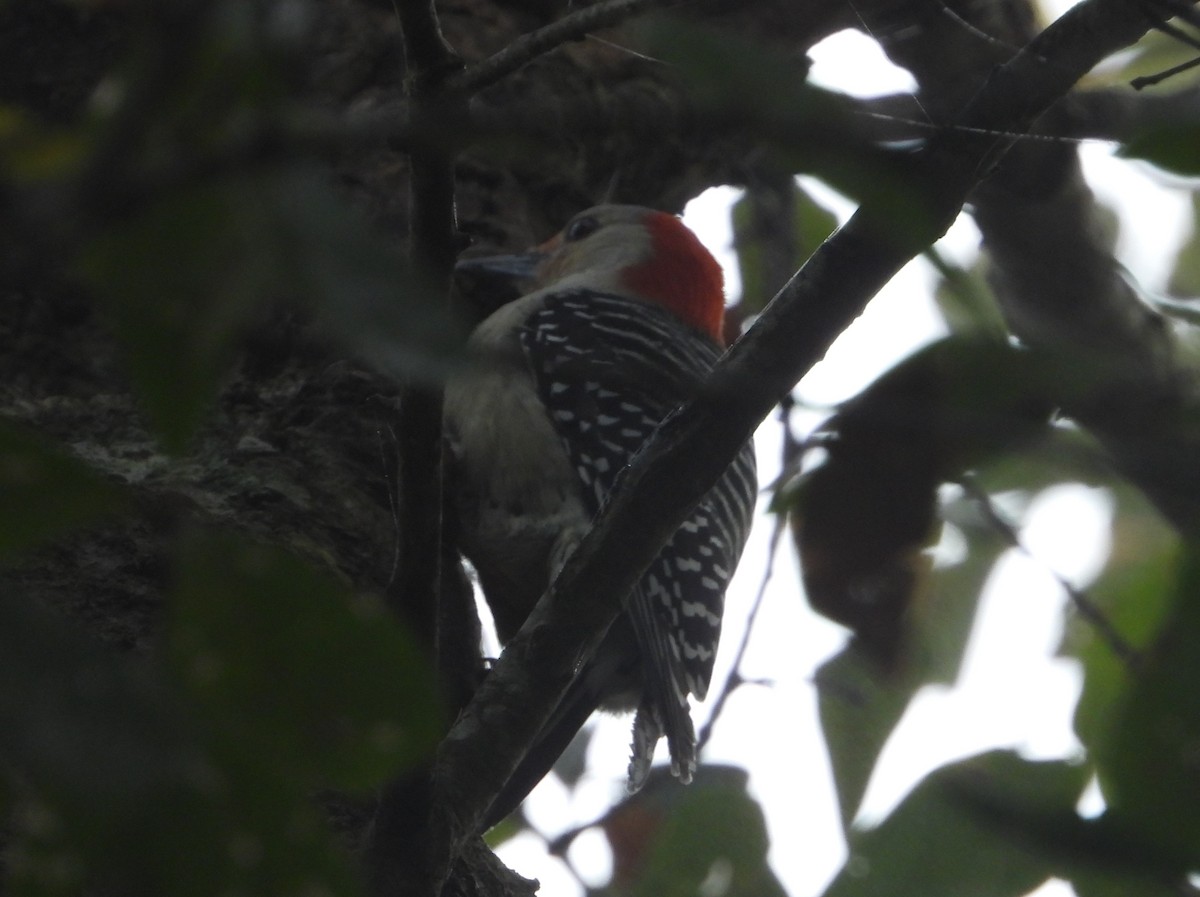 Red-bellied Woodpecker - ML628463063