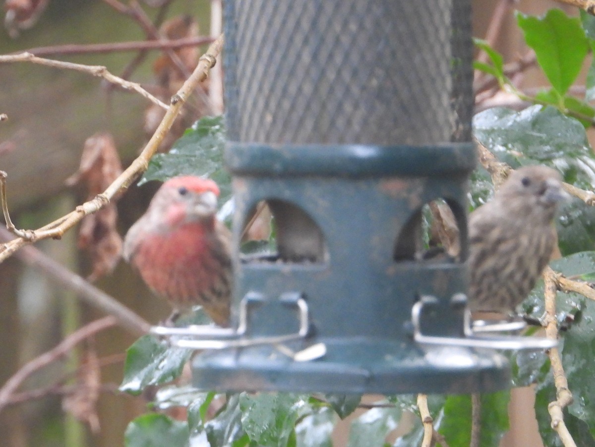 House Finch - ML628463080