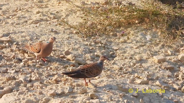 European Turtle-Dove - ML628463092