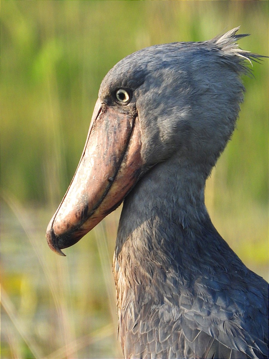 Shoebill - ML628463168