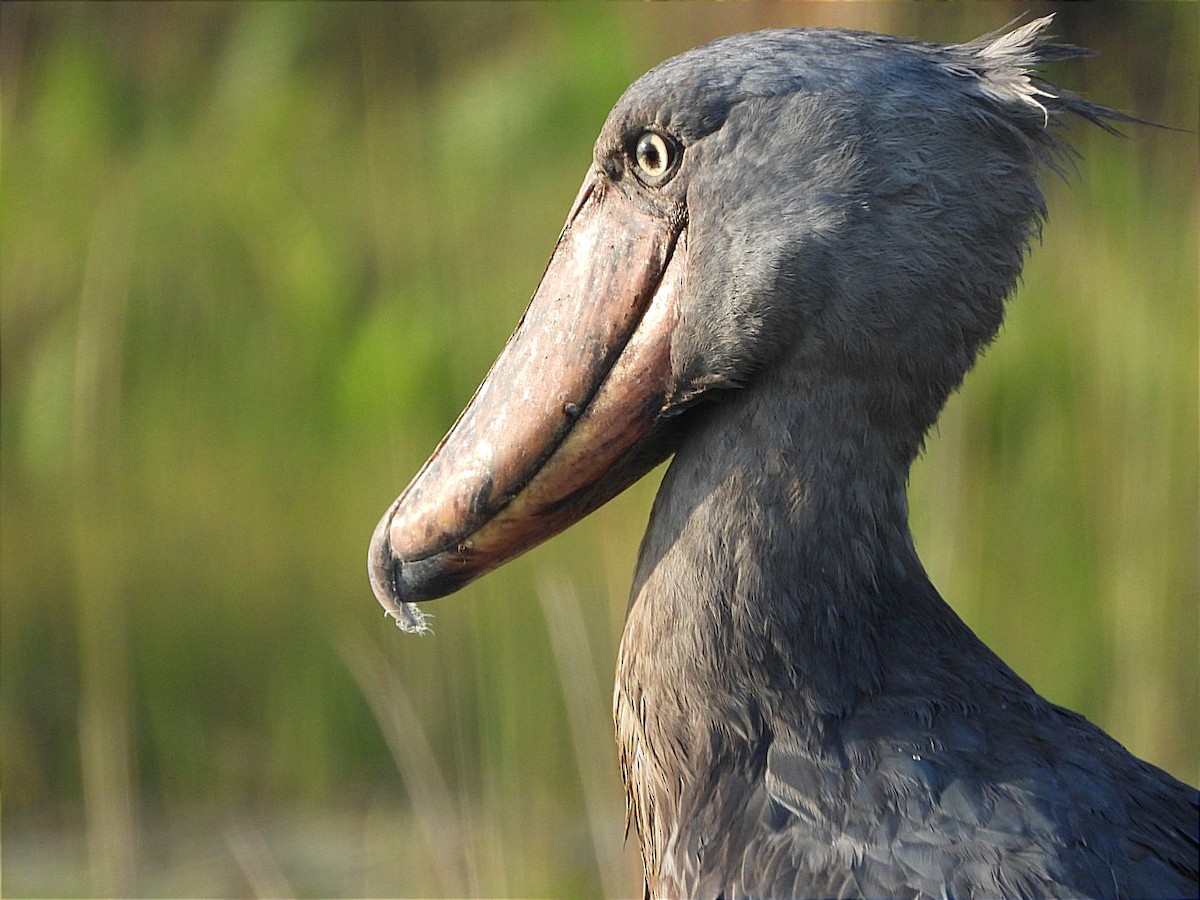 Shoebill - ML628463173