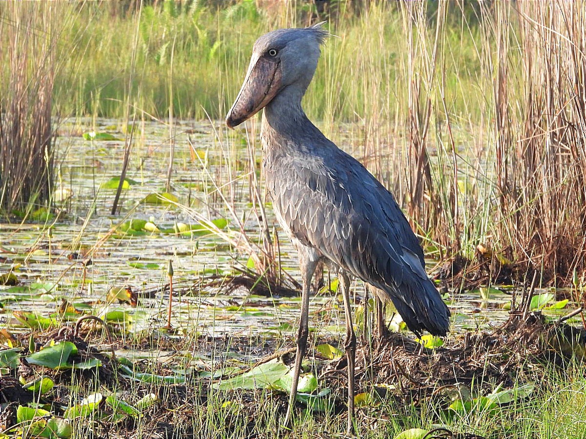 Shoebill - ML628463179