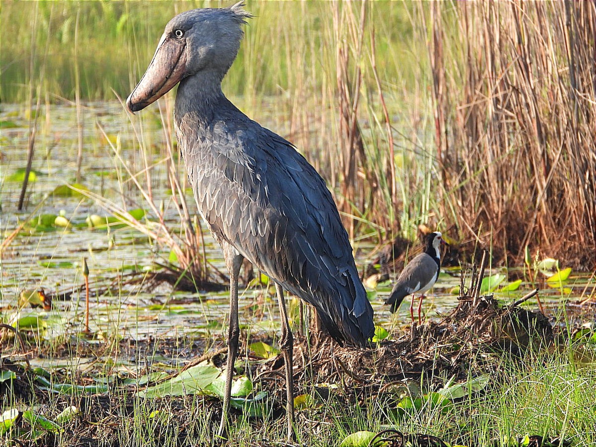 Shoebill - ML628463183