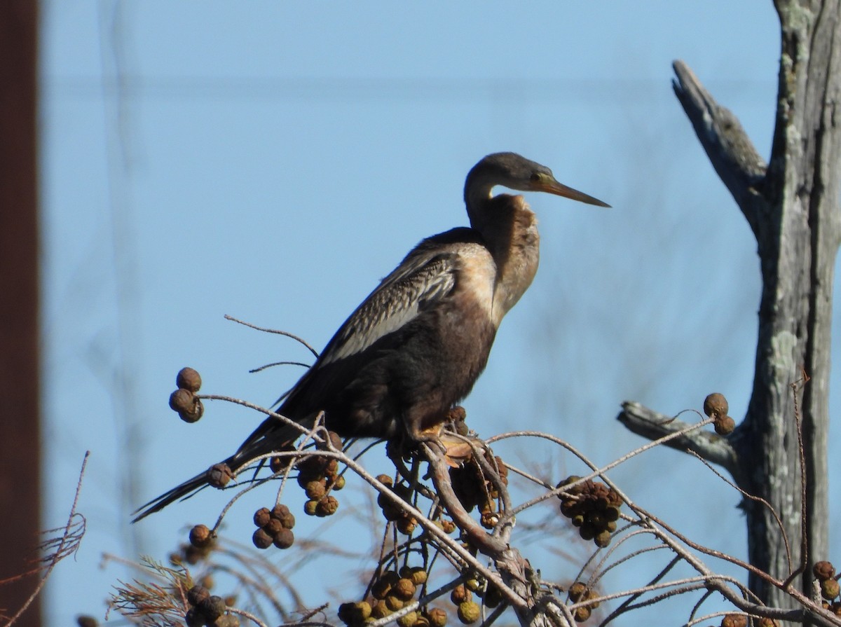 Anhinga - ML628463268