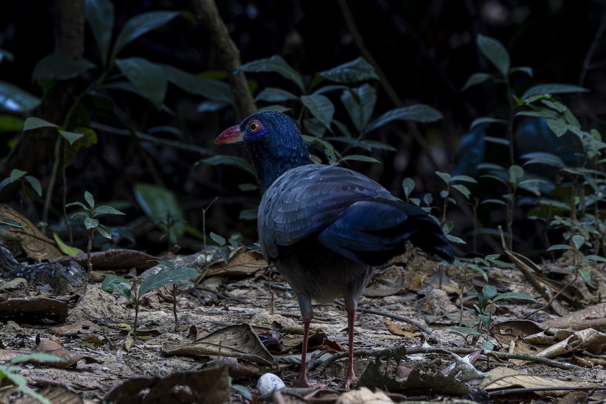 Coral-billed Ground-Cuckoo - ML628463271