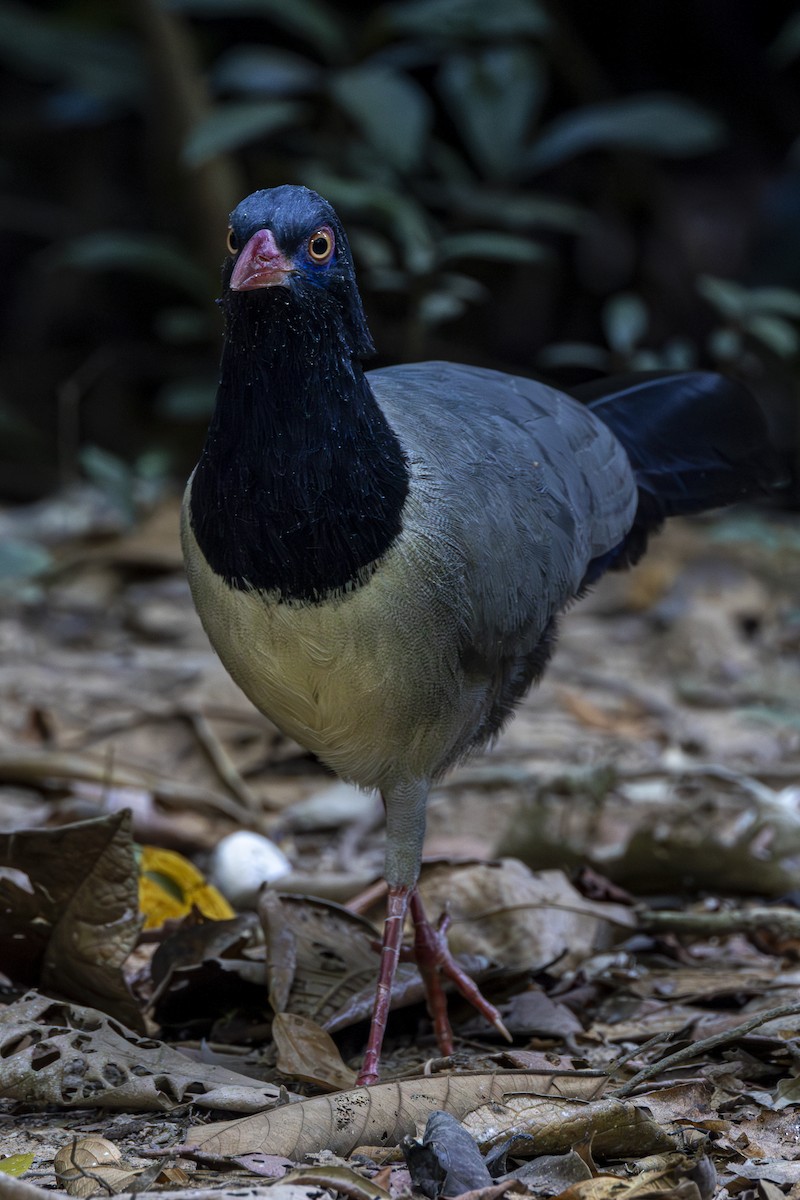 Coral-billed Ground-Cuckoo - ML628463272