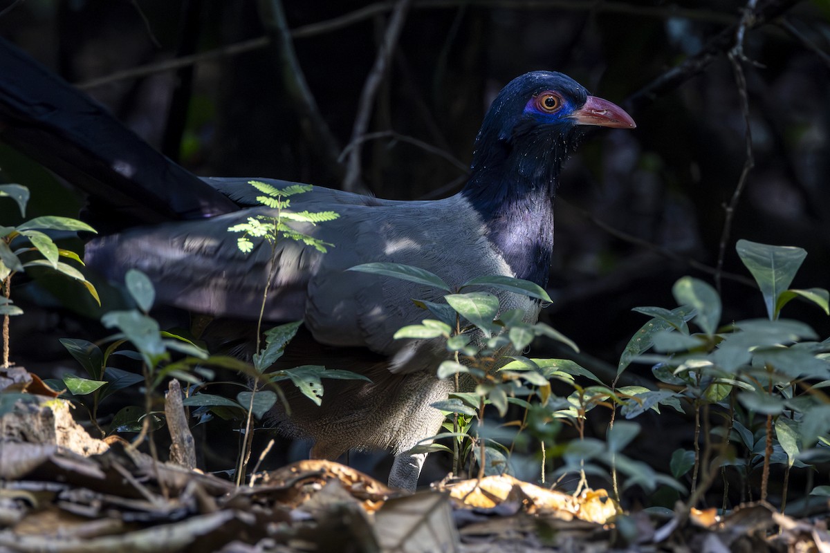 Coral-billed Ground-Cuckoo - ML628463273