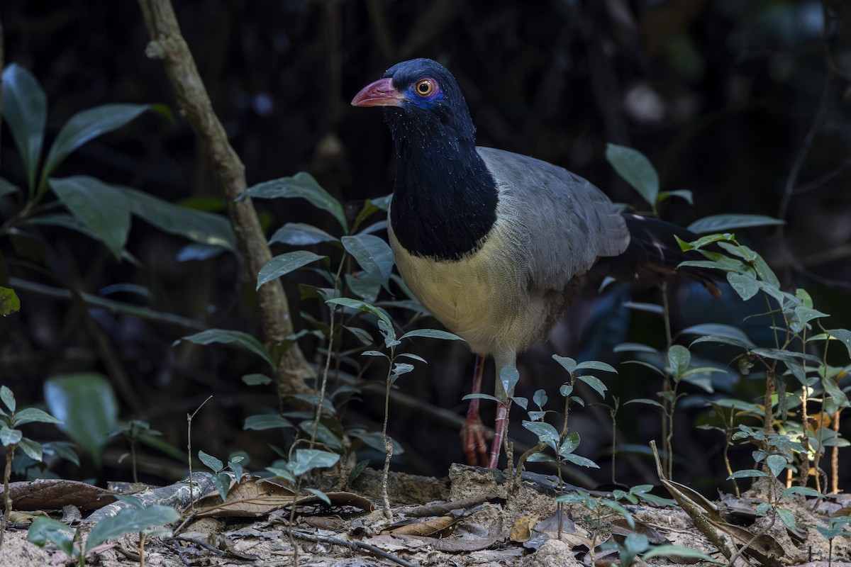 Coral-billed Ground-Cuckoo - ML628463274