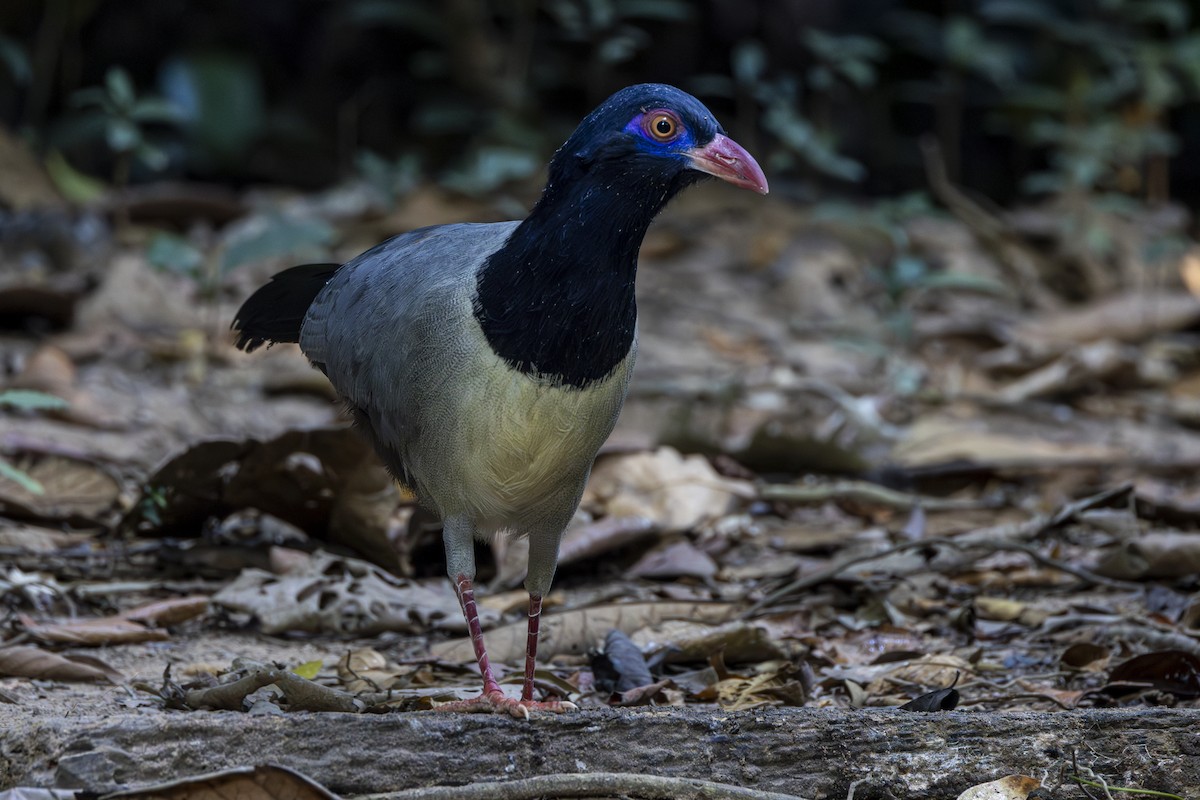 Coral-billed Ground-Cuckoo - ML628463275