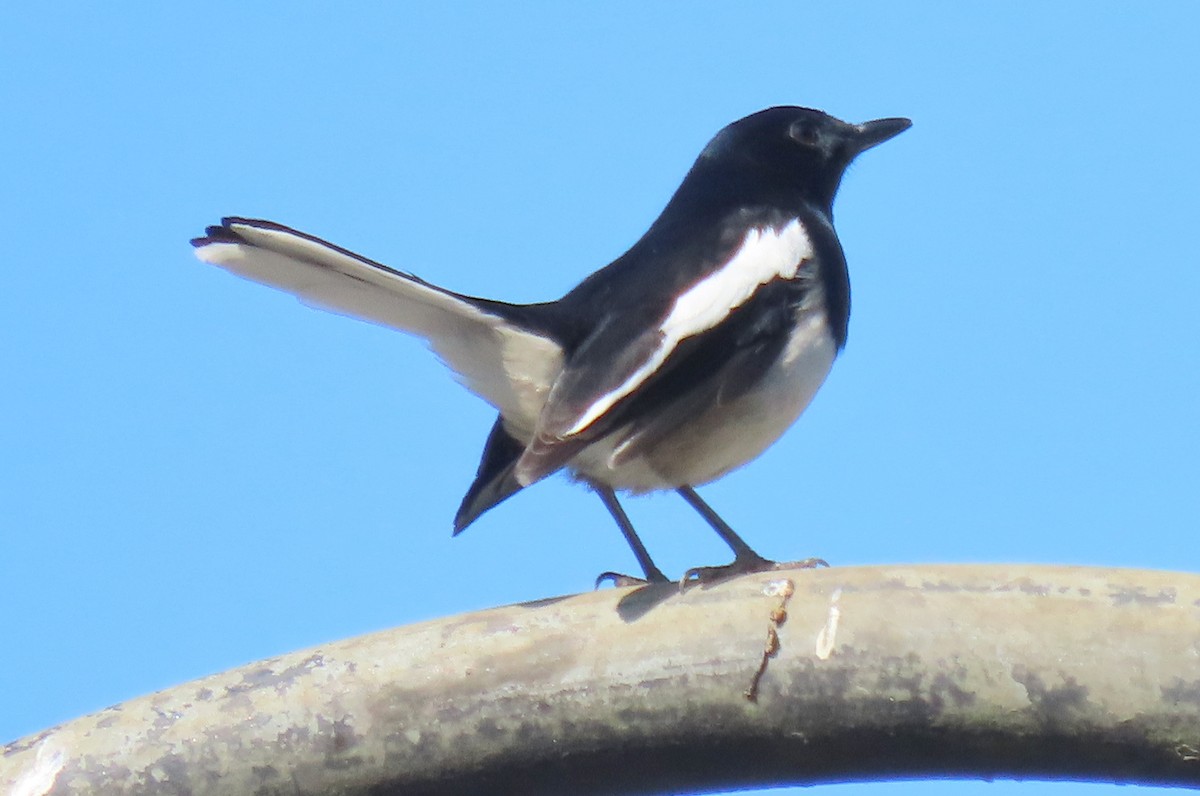 Oriental Magpie-Robin - ML628463580