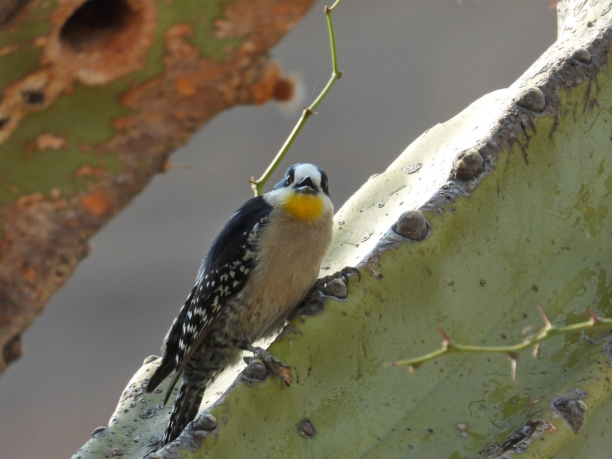 White-fronted Woodpecker - ML628463937
