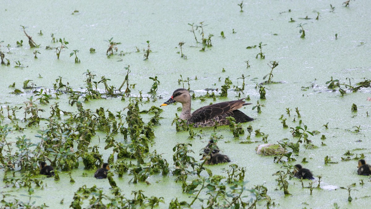 Indian Spot-billed Duck - ML628463982