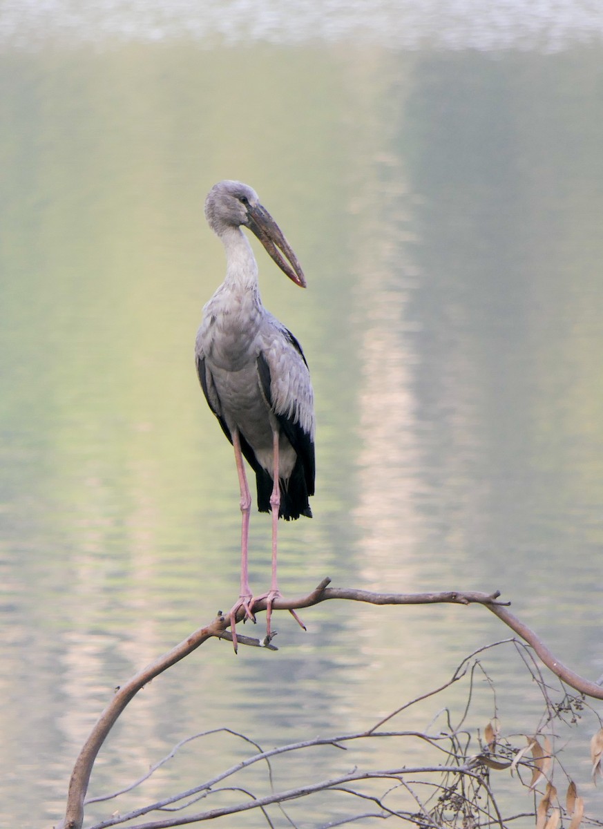 Asian Openbill - ML628463990