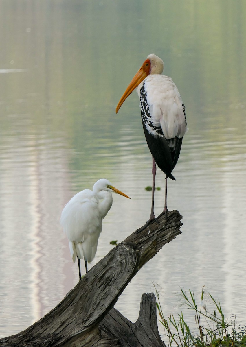 Painted Stork - ML628463993