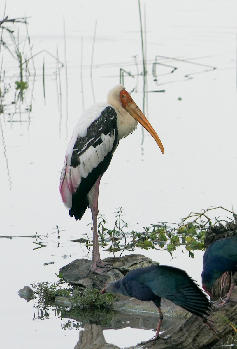 Painted Stork - ML628463994