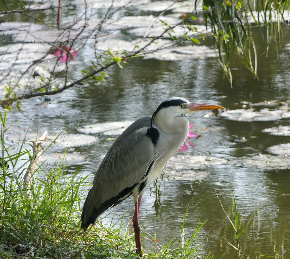 Gray Heron - ML628464012