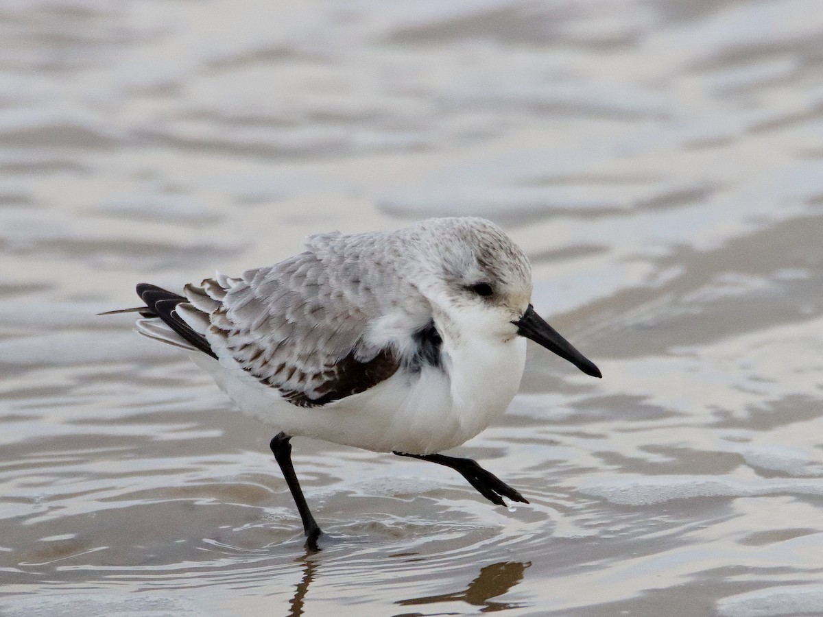 Sanderling - ML628464072