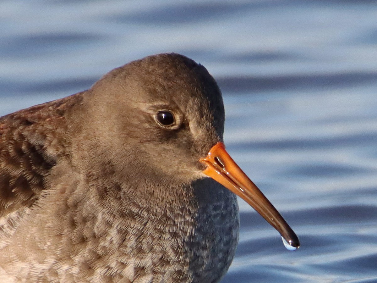 Purple Sandpiper - ML628464074